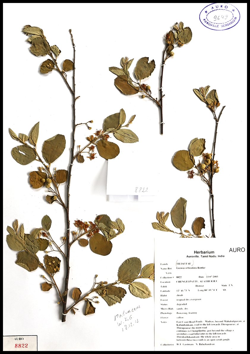 Dry herbarium images Dry herbarium images